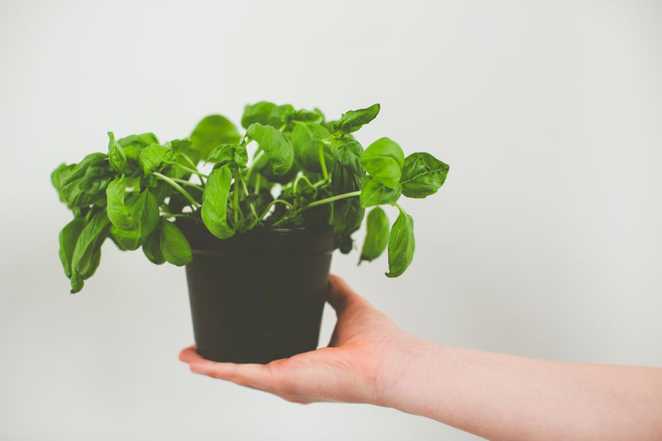 Compact indoor garden with basil growing under a built-in light