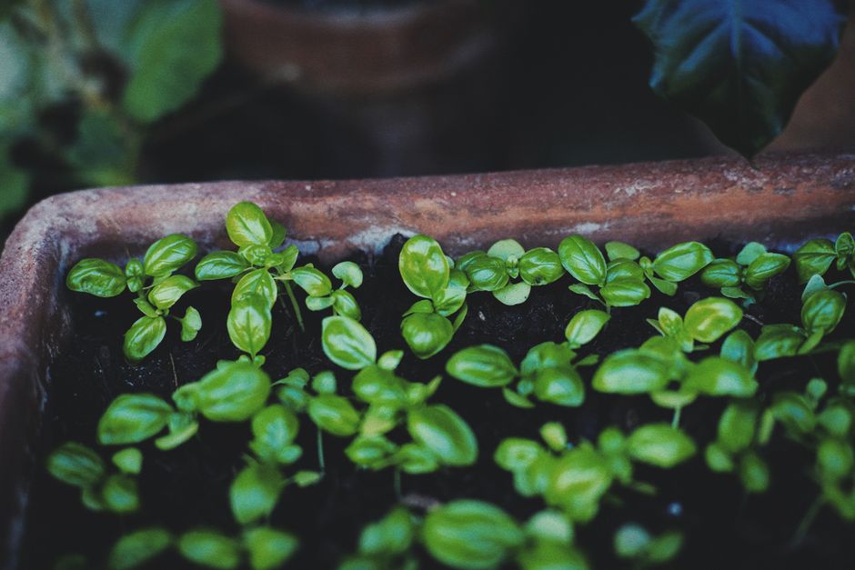 Click and Grow Smart Garden 3