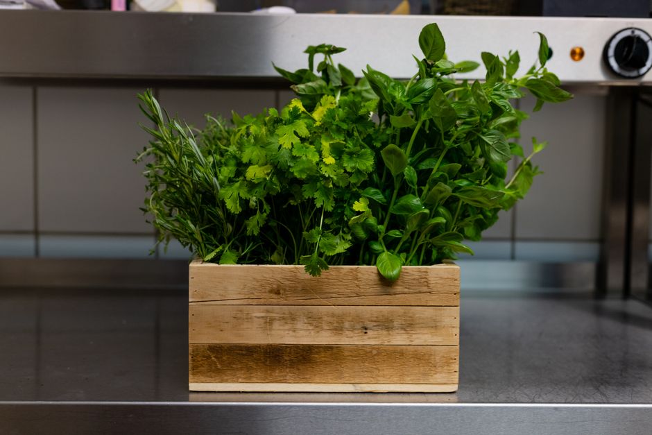 Countertop indoor herb garden growing fresh herbs in a kitchen