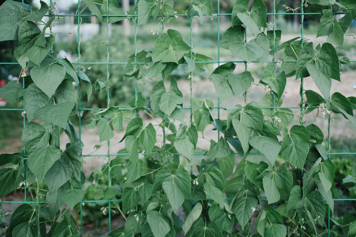Vertical Growing on a Small Balcony