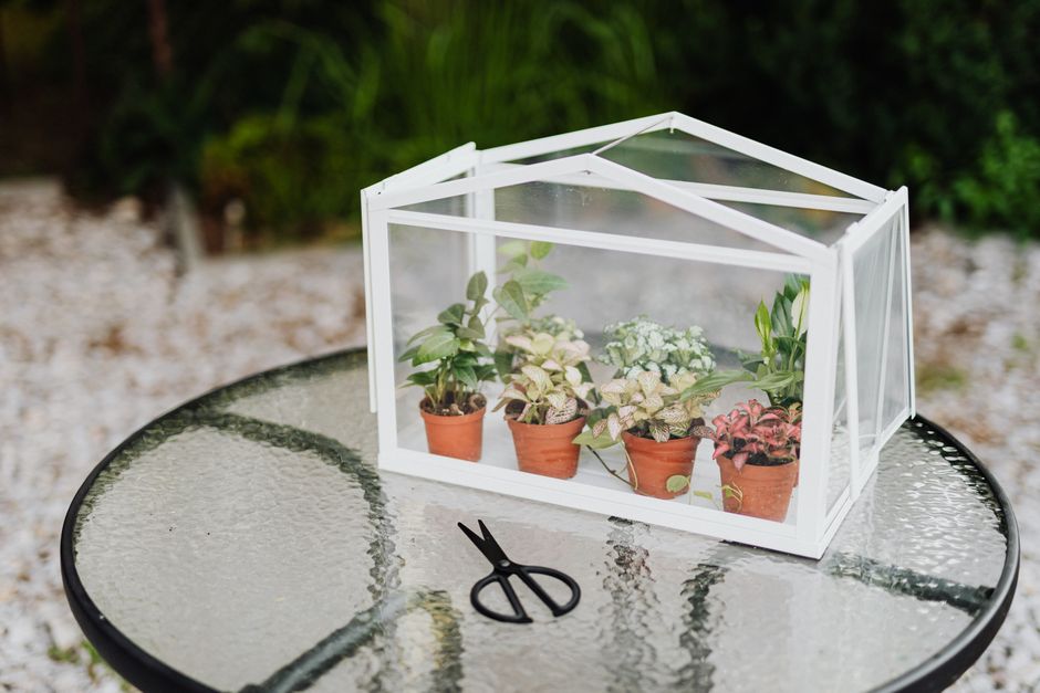 Four-tier mini greenhouse with seedlings on a patio