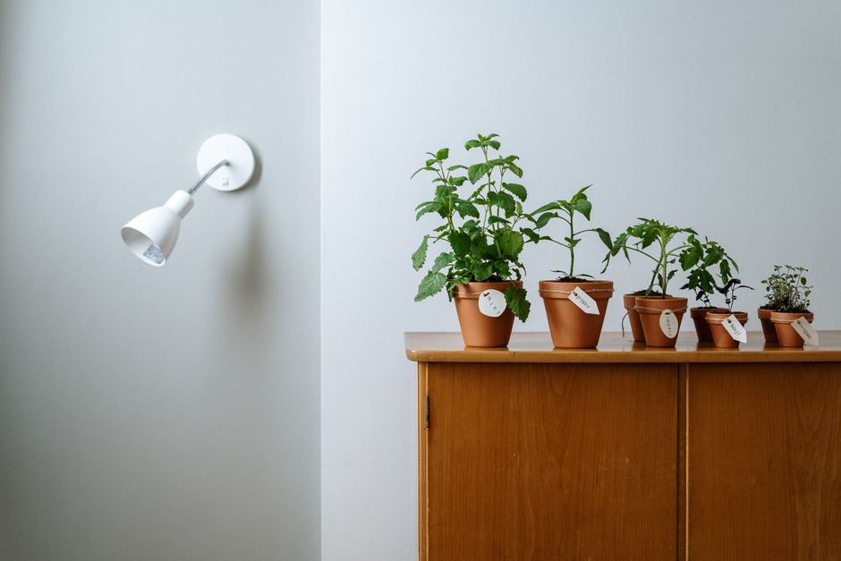 Full-spectrum grow bulb lighting a houseplant in a lamp