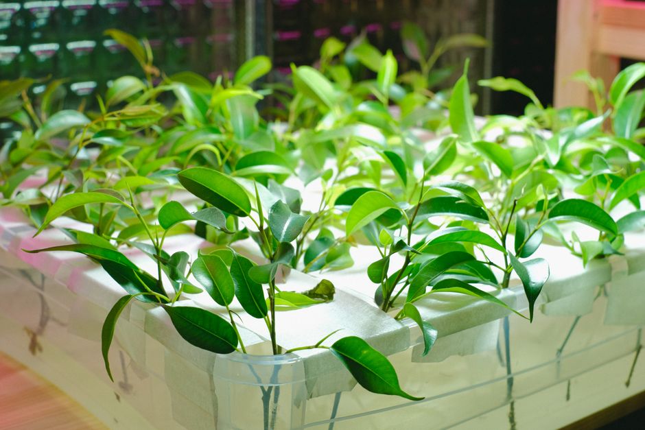 Hydroponic growing system with LED light and young plants
