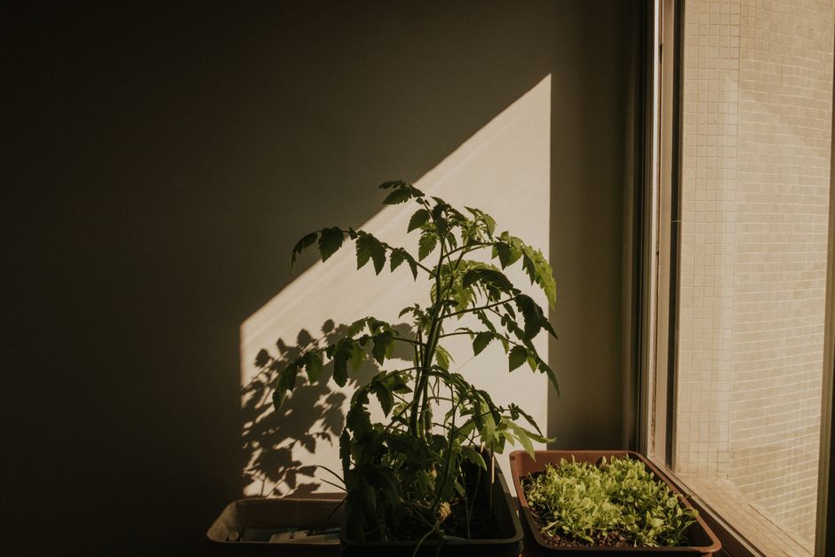 What to Grow on a North-Facing Balcony