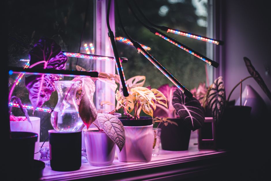 LED grow light panel over young indoor plants