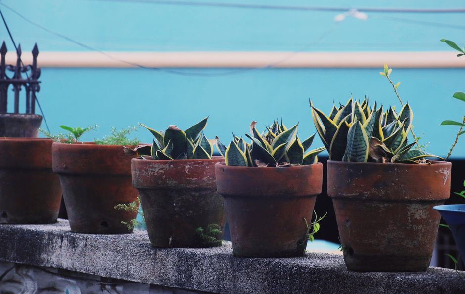 How Much Weight Can a Balcony Hold for Plants?