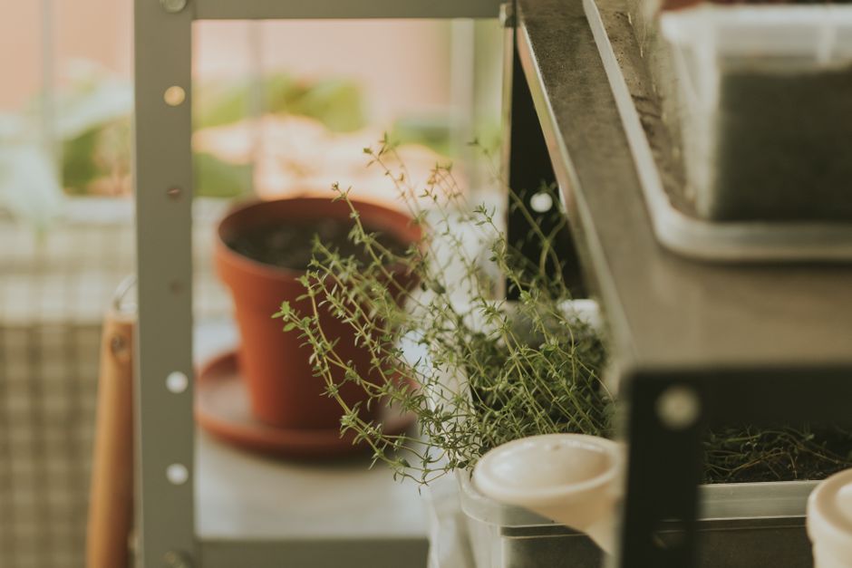 What to Grow Indoors in Winter (UK Guide)