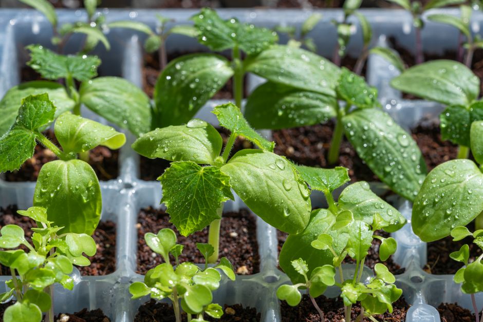 Do You Need a Mini Greenhouse for a Small Patio?