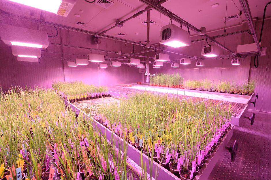 Young seedlings growing under an LED grow light indoors